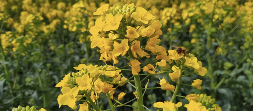 osr plant closeup
